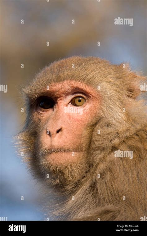rhesus macaque macaca mulatta monkey closeup portrait stock photo alamy