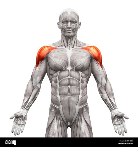 Deltoid muscle hi-res stock photography and images - Alamy