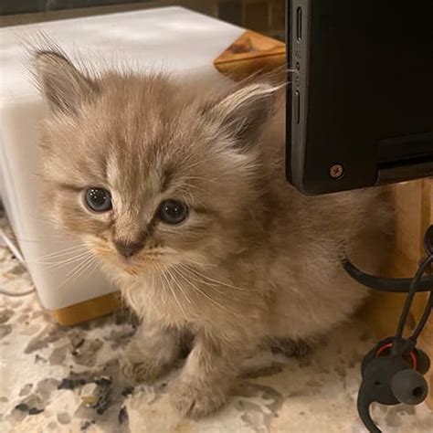 Seal Point Ragdoll Kittens for Sale | Midwest Ragdolls