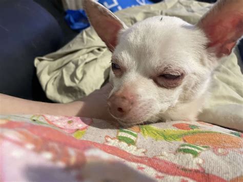 Arkansas Lost and Found Pet Network