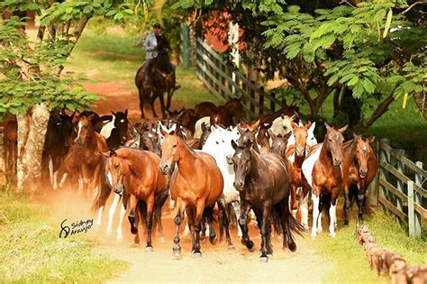 Cavalos Rio Grande Do Sul