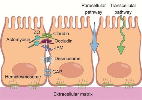 schematic illustration   tight junction complex   passage