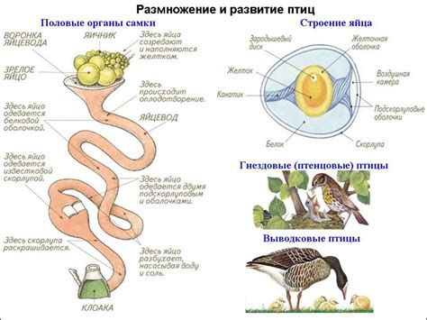 Класс птицы - презентация онлайн