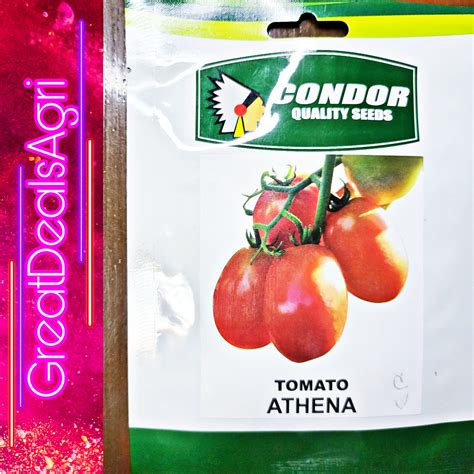 ATHENA OPV TOMATO SEEDS (3 GRAMS) CONDOR SEEDS | Lazada PH