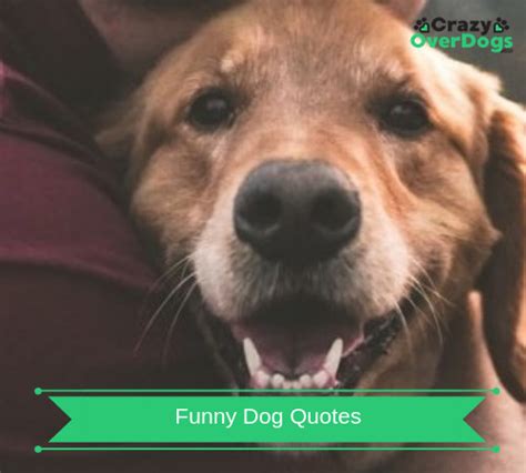23 Funny Dog Quotes | (Bring A Smile To Your Face)