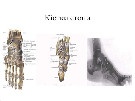 Будова та розвиток скелету - презентация онлайн