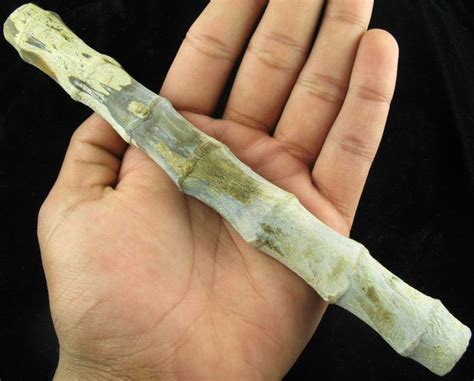 289 best images about Fossils! on Pinterest | Museums, Green river and ...