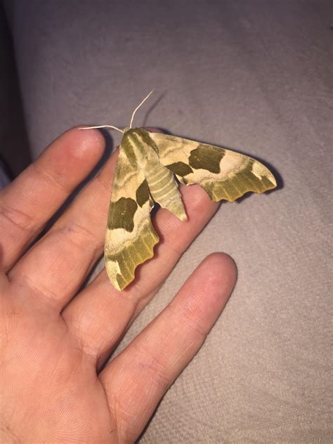 Camouflage moth i found. : r/aww