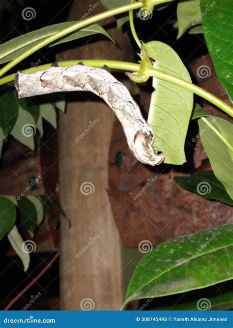 Butterfly Metamorphosis stock image. Image of nature - 308745493