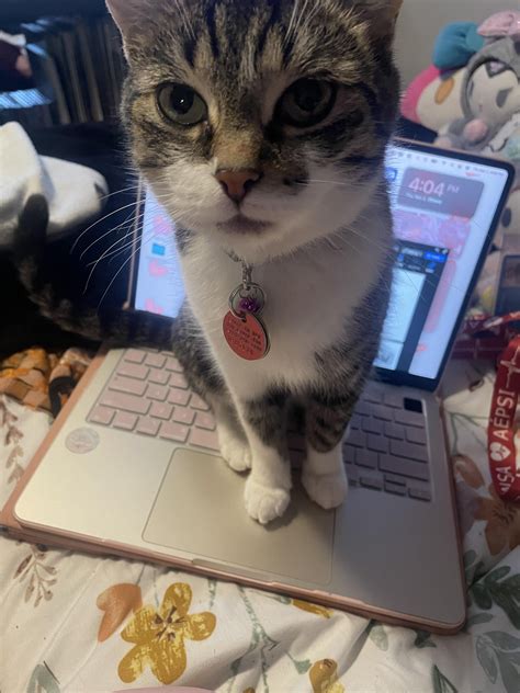 help me name my new rescue! super needy kitty and has lil raspy meowz