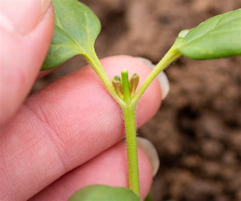 pinching  plants   means     homes