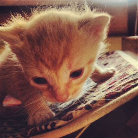 3 Week Old Kitten on Rug