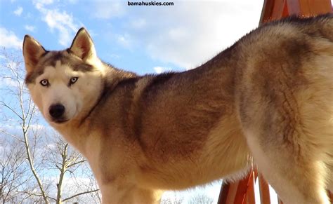 Husky Food Best: A Comprehensive Guide to Nourishing Your Husky