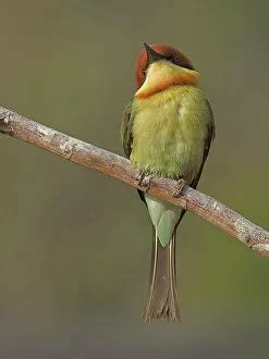 Chestnut Headed Bee Eater (Bee Eaters, Coraciiformes)