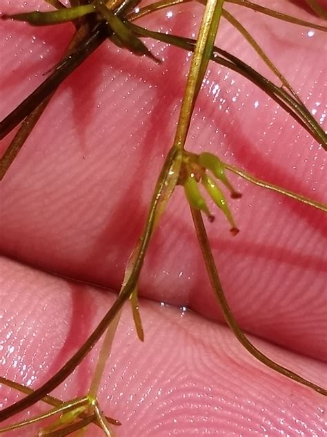 Horned Pondweed