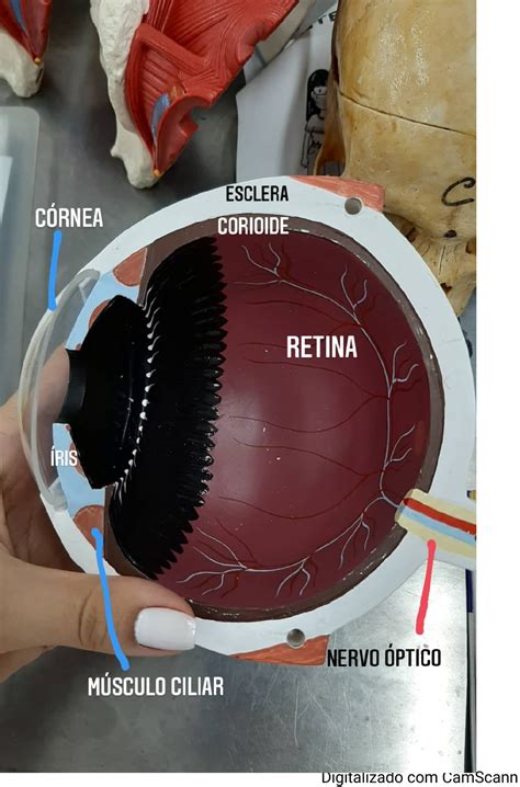 Canto Externo Do Olho - Anatomia do olho na peça anatômica - Anatomia II