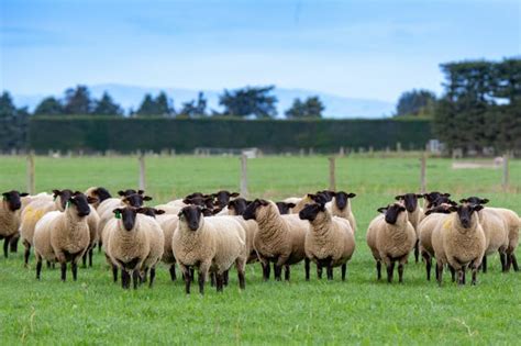 What is the Largest Sheep Breed in the World? - RaisingSheep.net