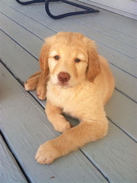 Golden Retriever Labrador Mix Puppy 208 Lab Retriever Mix Puppies