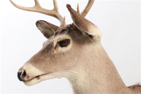 Taxidermy White-Tailed Deer Eight Point Shoulder Mount | EBTH