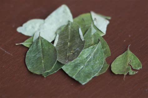 glass  prose coca leaves