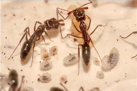 isnt  queen ant laying eggs