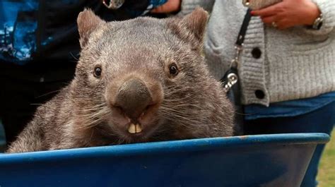 Biggest Wombat