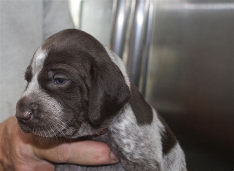 free puppies boise 7