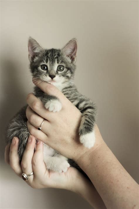 adorable kitten adorable kitten kitten  kittens cutest
