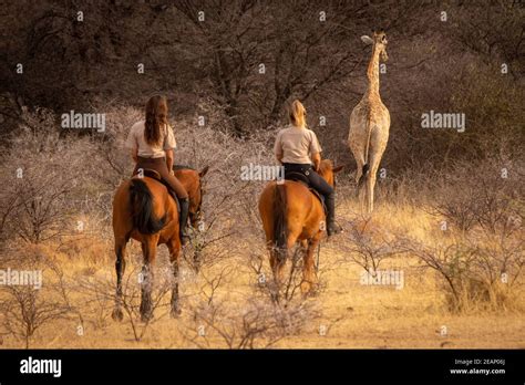 Brunette and blonde ride after southern giraffe Stock Photo - Alamy