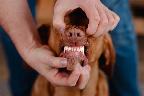 almi mini senior  kg