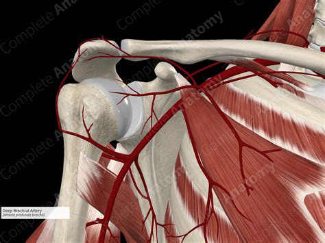 Deep Brachial Artery | Complete Anatomy