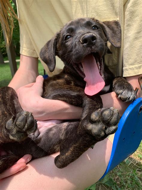 Camp Hi Ho - These little pups are still waiting to be...