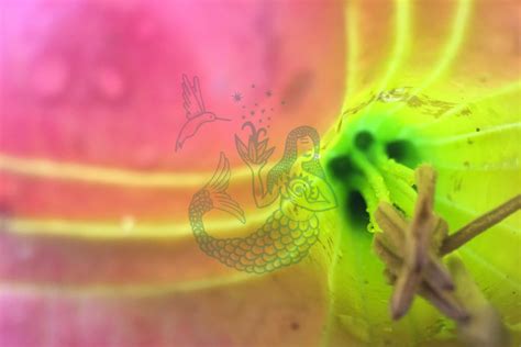 solar floripondio curanderita