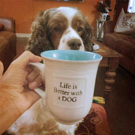 covenant care animal hospital 7