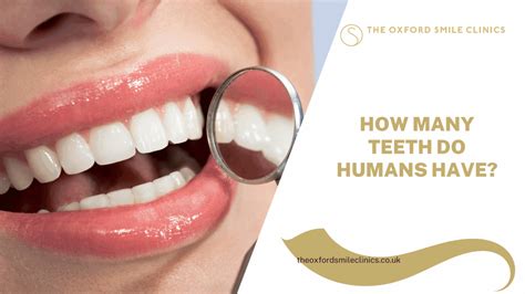 How Many Teeth Do Humans Have? - Oxford - Didcot Dentist