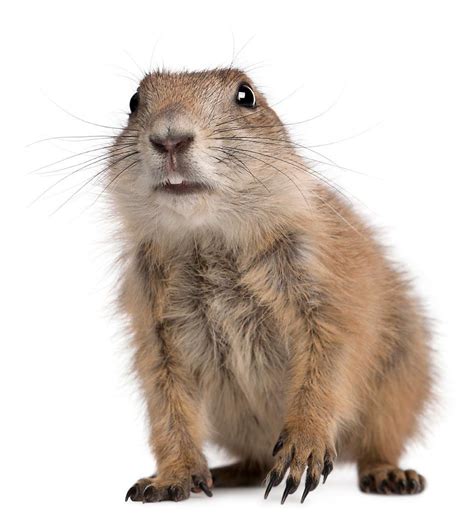rid  gophers    pest control
