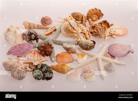A lot of different shells on a white background. Seashells collected on ...