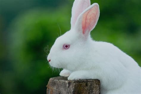 New Zealand Rabbit Baby, New Zealand Little Rabbit, Rabbit in Hand ...