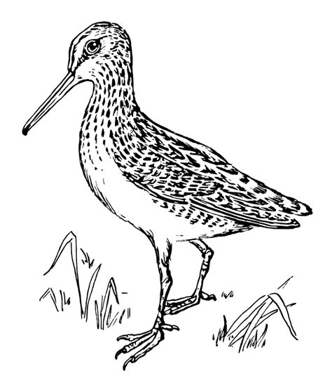 Free Clipart: Snipe | papapishu