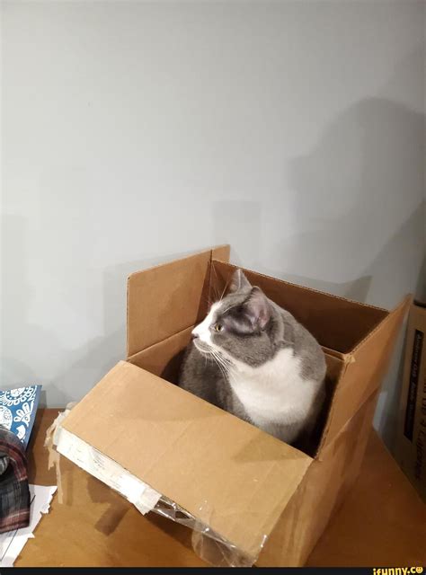Cat_in_a_box memes. Best Collection of funny Cat_in_a_box pictures on ...