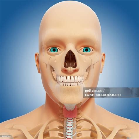 Head Anatomy Artwork High-Res Vector Graphic - Getty Images