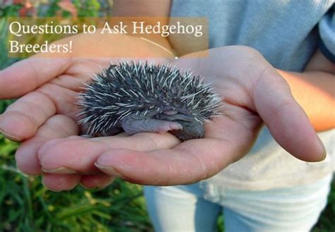 What is a Hedgehog's Diet: Best Nutrition | Hedgehog Care 101