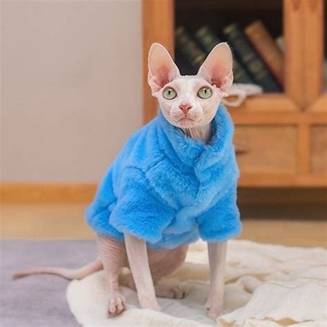 sphynx cat wearing blue extra warm faux fur coat for winter Cornish Rex ...