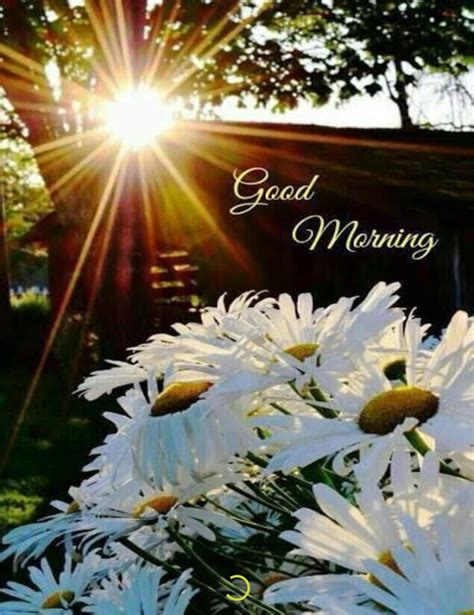 good morning backgrounds sunrise good morning