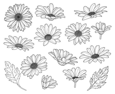 Daisies Drawing Ideas at Matthew Mendelsohn blog