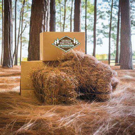 premium longleaf pine straw   box georgia pine straw