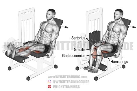 seated leg curl exercise instructions  video weight training guide