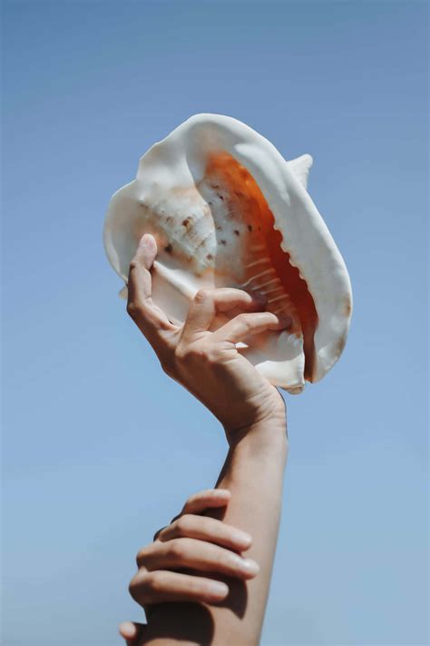 [100+] Seashell Wallpapers | Wallpapers.com