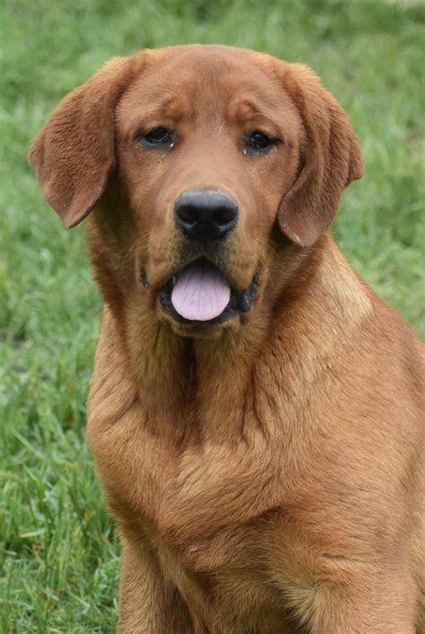 Fox Red & Yellow Labrador Retrievers Breeder in Oklahoma by Liberty Run Pet Resort