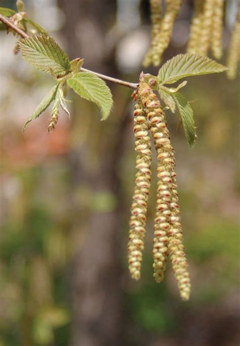 Tree Seed Identification Chart Tree Seeds Identification , 44% OFF